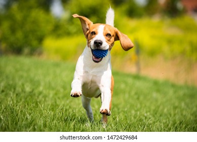 Beagle dog runs through green meadow with a ball. Copy space domestic dog concept. Dog fetching blue ball. - Shutterstock ID 1472429684