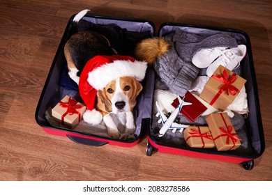 A beagle dog in a Santa Claus hat in a suitcase with clothes and gifts. Travel for the Christmas holidays. New Year and Christmas concept. 