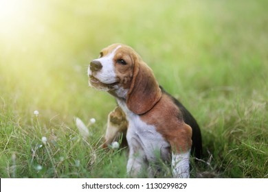 2,937 Itching dog Images, Stock Photos & Vectors | Shutterstock