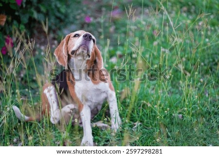 Beagle Dog Scratching Itself While Sitting in a Lush Garden