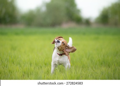 Beagle Dog Shaking His Head