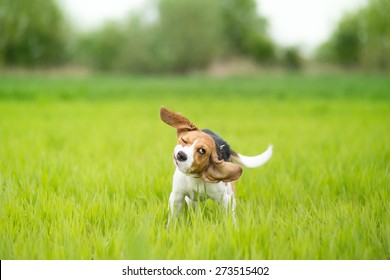 Beagle Dog Shaking His Head