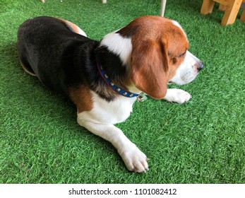 Beagle Dog Sit  On The Artificial Grass In Coffee Shop