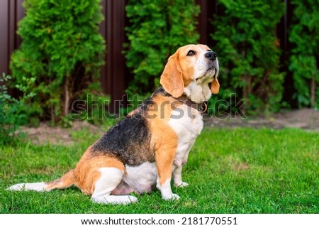A beagle dog sits on a background of blurred grass. An old dog that recently gave birth to puppies