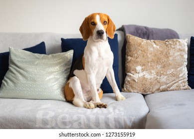 Beagle Dog Sits On A Cozy Sofa, Couch In Living Room