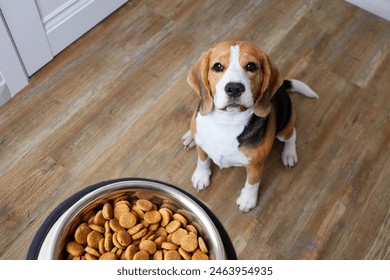 A beagle dog sits on the floor and looks at a bowl of dry food. Waiting for feeding. Top view.