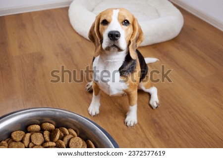 A beagle dog sits on the wooden floor and looks at a bowl of dry food. Waiting for feeding. 