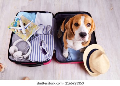 A Beagle Dog Sits In An Open Suitcase With Clothes And Leisure Items. Summer Travel, Preparing For A Trip, Packing Luggage. Top View.