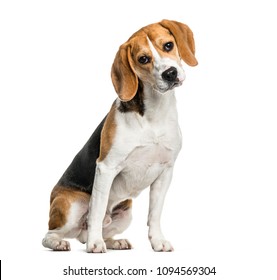 Beagle dog sitting against white background