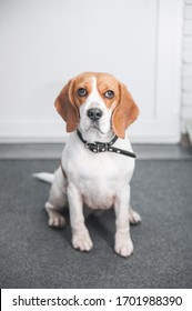 Beagle Dog Sitting In The Hallway With Dirty Paws And Waiting For The Owner To Wash The Paws