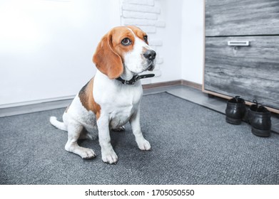 Beagle Dog Sitting In The Hallway With Dirty Paws And Waiting For The Owner To Wash The Paws