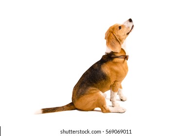 Beagle Dog Sitting, Looking Up, Isolated On White Background, Side View