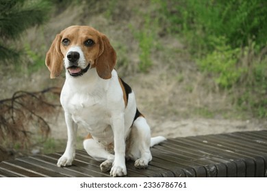 Beagle dog sitting on the bench in a forest     - Shutterstock ID 2336786761
