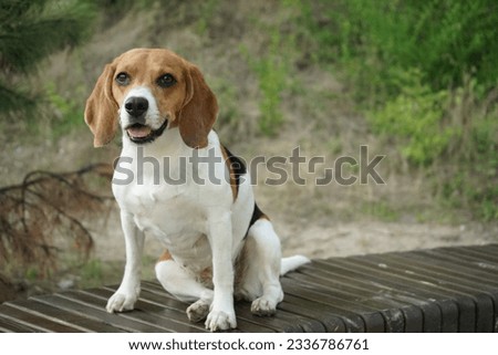 Beagle dog sitting on the bench in a forest    
