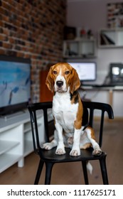 Beagle Dog Sitting On A Chair