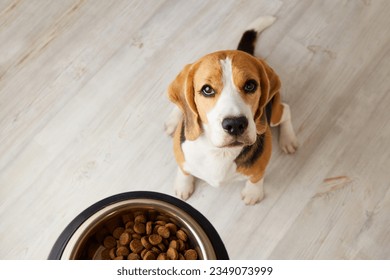 A beagle dog is sitting on the floor, looking at a bowl of dry food  - Powered by Shutterstock