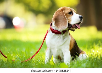 Beagle dog sitting on the grass in park - Powered by Shutterstock