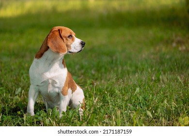 Beagle dog sitting on grass and looking away.