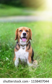 Beagle dog sitting on the wild flower field  on sunny day. - Shutterstock ID 1158407044