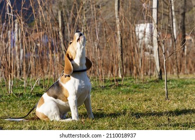 Beagle Dog Sitting Outside Barking In Special Beagle Style In The Sunny Garden. High Quality Photo