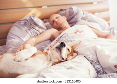 Beagle dog sleep with his owner in bed