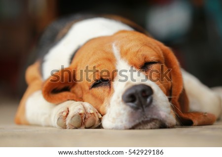 beagle dog Sleeping and take some rest, dog sleeping and dreaming