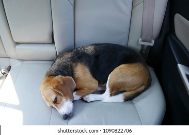 Beagle Dog Sleeps In Backseat Of A Car