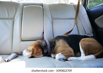 Beagle Dog Sleeps In Backseat Of A Car