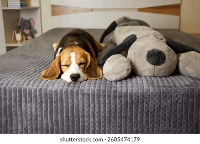 A beagle dog sleeps on a bed on a gray blanket next to a large soft toy. - Powered by Shutterstock - Get 15% off with code: PIKWIZARD15