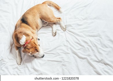 Beagle Dog Sleeps On The Clear White Bed Sheet Top View