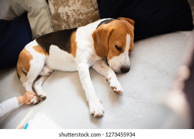 Beagle Dog Sleeps On A Cozy Sofa.