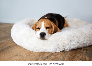 A beagle dog sleeps on a soft fluffy dog bed pillow.  - Powered by Shutterstock