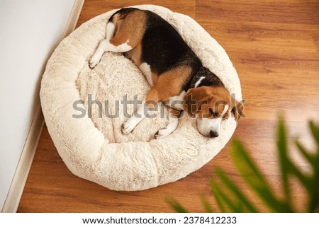 The beagle dog sleeps on a soft plush dog bed. Top view.