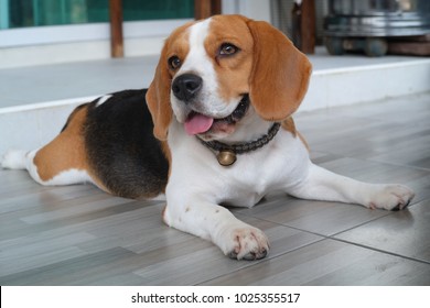 Beagle dog smile
