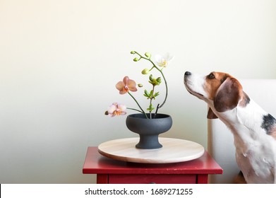 Beagle Dog Sniffing Flowers In A Porcelain Vase