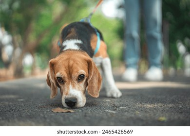 Beagle dog sniffs the ground while walking with Owner in dog park summer. dog looking for something in the grass, Dog training.