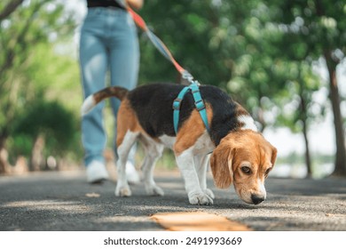 Beagle dog sniffs the ground while walking with Owner in dog park summer. dog looking for something in the grass, Dog training