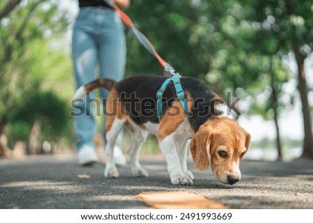 Beagle dog sniffs the ground while walking with Owner in dog park summer. dog looking for something in the grass, Dog training