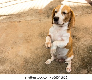 Beagle Dog Stand Up Two Leg On Cement Floor.