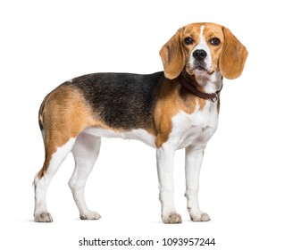 ビーグル犬 の画像 写真素材 ベクター画像 Shutterstock