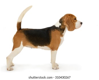 Beagle dog, stands isolated on white background 