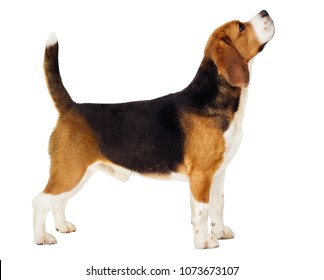 beagle dog stands sideways in full growth on a white background - Powered by Shutterstock