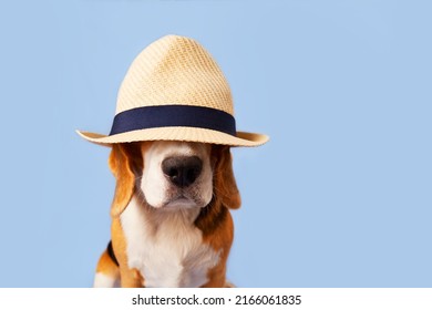 A Beagle Dog In A Straw Hat On A Blue Background. The Concept Of A Summer Holiday. Copy Space.