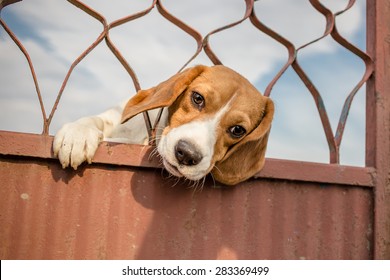 Beagle Dog Stuck His Head