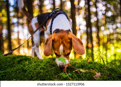 21,038 Search Dogs Images, Stock Photos & Vectors | Shutterstock