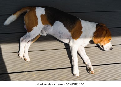 Beagle Dog Tired Lying Down On Wooden Deck Floor, View From Above. Adorable Canine Background