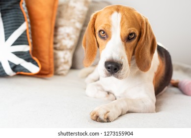 Beagle Dog Tired On A Cozy Sofa, Couch.