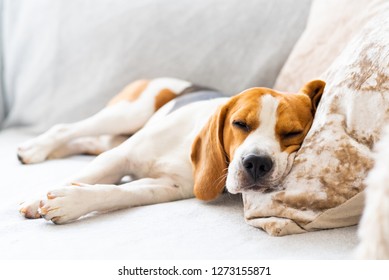 Beagle dog tired sleeps on a cozy sofa, couch, blanket - Shutterstock ID 1273155871