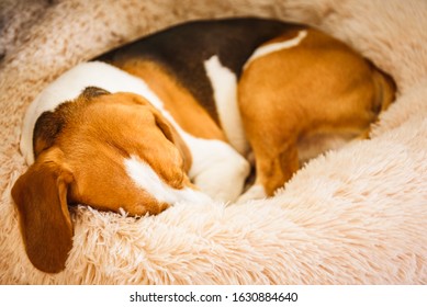 Beagle dog tired sleeps on a fluffy dog bed curled. Pet in home concept Canine bright background