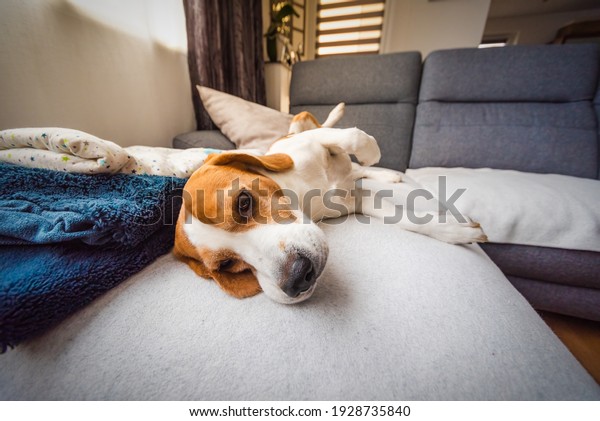Beagle dog tired sleeps on a cozy sofa.\
Tricolor Purebred\
Background